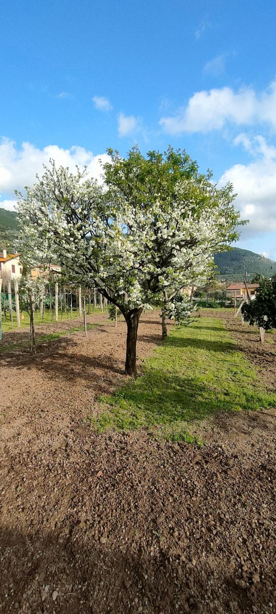 פיזה La Tenuta Di Eva מראה חיצוני תמונה
