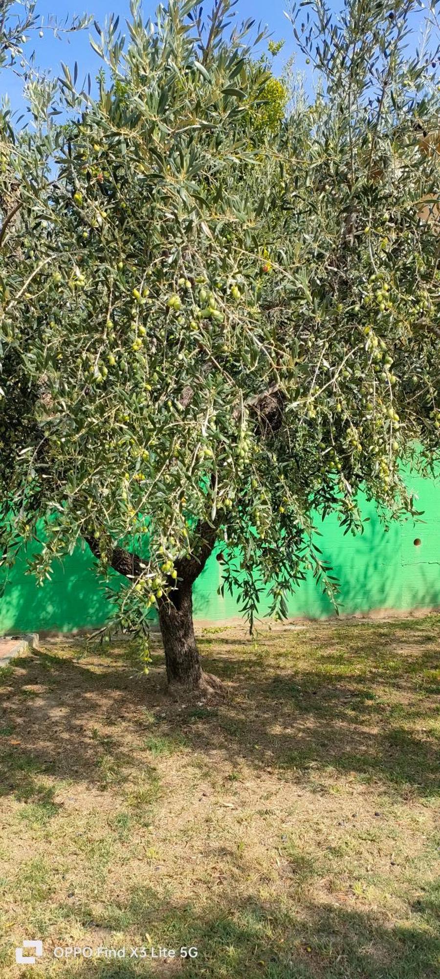 פיזה La Tenuta Di Eva מראה חיצוני תמונה